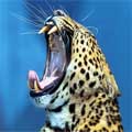 Des sonneries mobiles pour attirer les lopards errants du Goudjerate