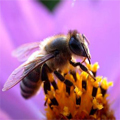 Le tlphone portable pourrait tre dangereuxpour les abeilles !